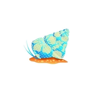 Beach Top Snail